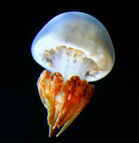 Rhopilema_esculenta_thumbnail.jpg